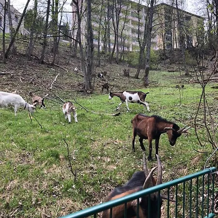 アパート Penthousewohnung Gasteinblick *