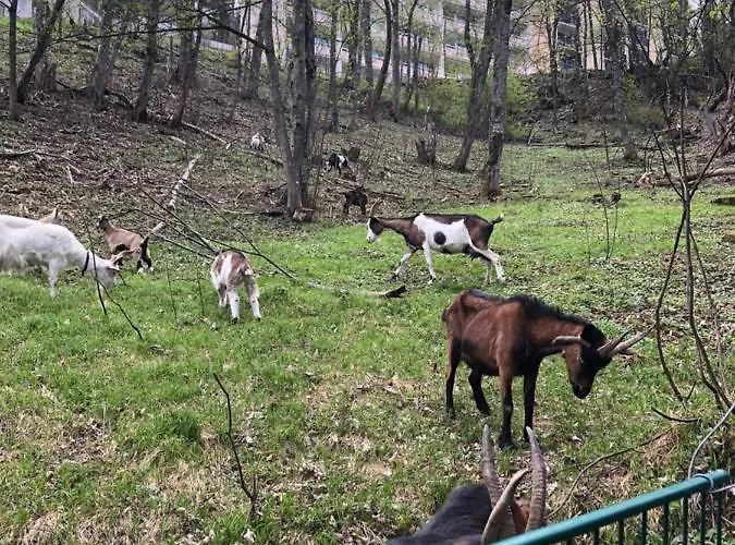 Appartement Penthousewohnung Gasteinblick *